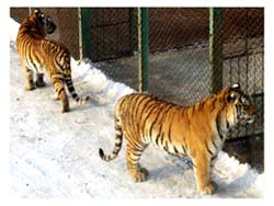 Siberia Tigers Park